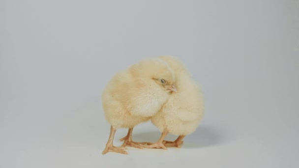 Little Chickens Standing on The White Background — Stock Video