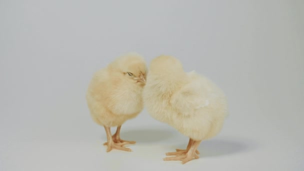 A fehér háttér előtt álló kis csirke — Stock videók