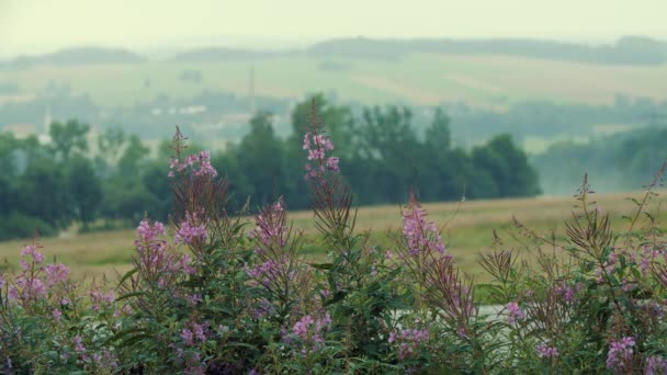 Flores cor de rosa pela estrada rural — Vídeo de Stock