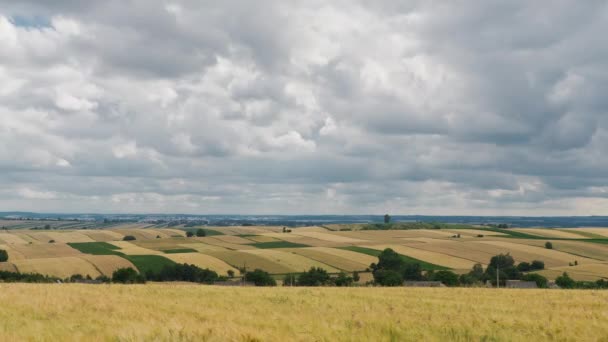 Landwirtschaft Weizenfeld und blauer bewölkter Himmel — Stockvideo