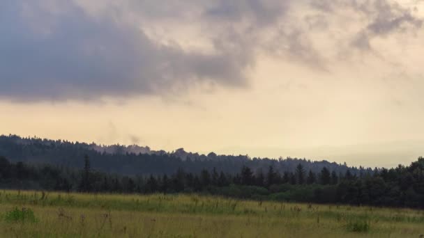 Dimmig morgon nära skogen — Stockvideo