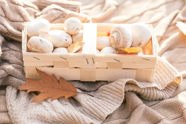 Cogumelos de champignon brancos em cesta de vime em backgroun tricotado — Fotografia de Stock