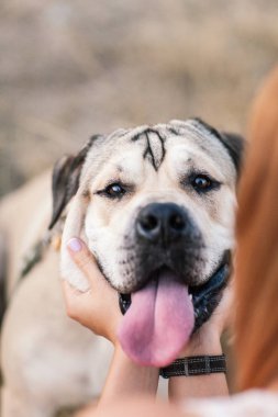 Köpekle gündoğumu sırasında yürüyen genç beyaz kadın