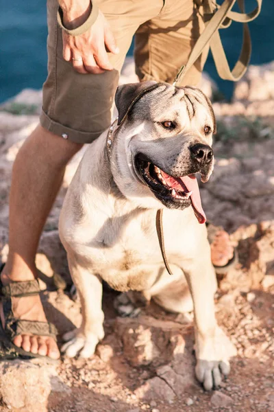 Paar jongens spelen met hun hond op de berg in de buurt van de Oceaan — Stockfoto