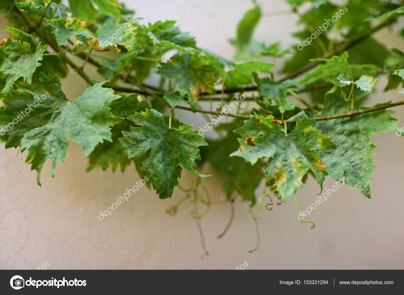 Feuilles De Vigne Avec Vrille Sur Paroi Blanche Image Libre De Droit Par April C