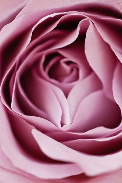 Wedding Bouquet, Pink Peony, Orchid and David Austin Rose — Stock Photo, Image