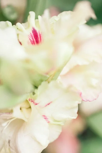 在花园里的美丽花朵。春天的心情 — 图库照片