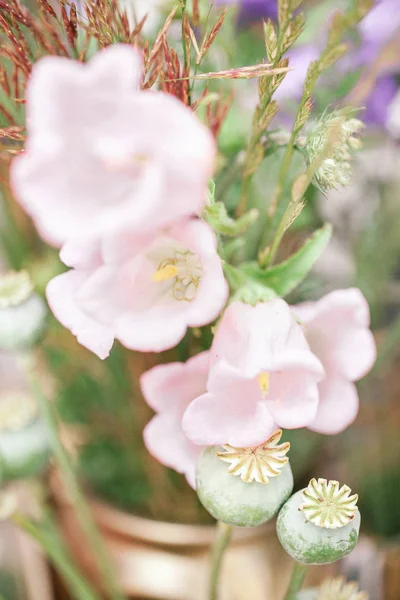 Όμορφα λουλούδια στον κήπο. Ανοιξιάτικη διάθεση — Φωτογραφία Αρχείου
