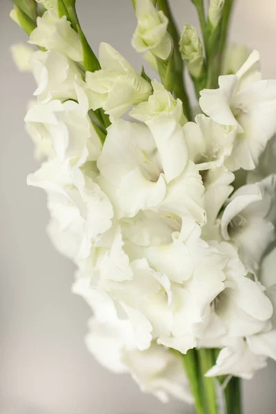 Weiße Gladiolen. Frühlingsstimmung. Nahaufnahme — Stockfoto