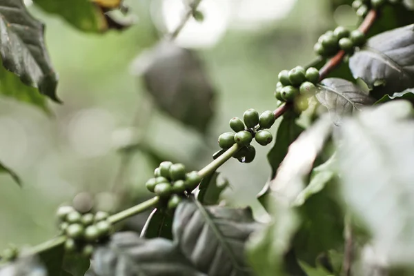 Kahvipuu vihreillä marjoilla maatilalla, Bali saari — kuvapankkivalokuva