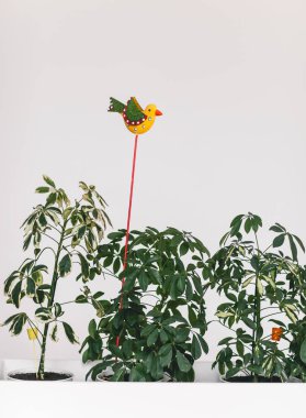 Beyaz arka plan üzerinde ev bitki karışımı