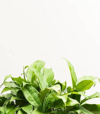 Yeşil yaprakları beyaz ışık arka planda