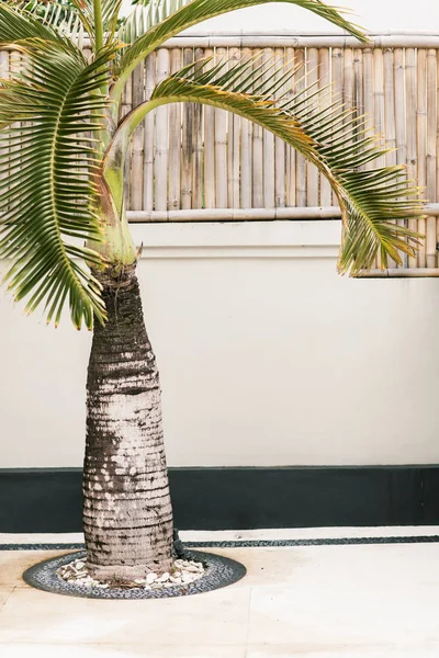 Small palm tree on an old wall — Stock Photo, Image