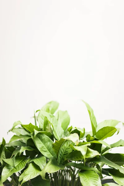 Green Leaves on white light background — Stock Photo, Image