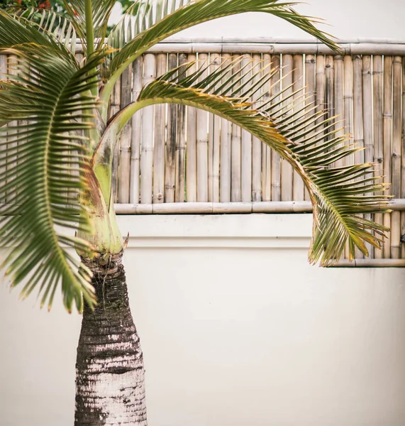 Small palm tree on an old wall — Stock Photo, Image