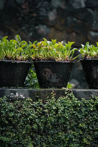 Small Tropical Plant in old pot in Bali — Stock Photo, Image