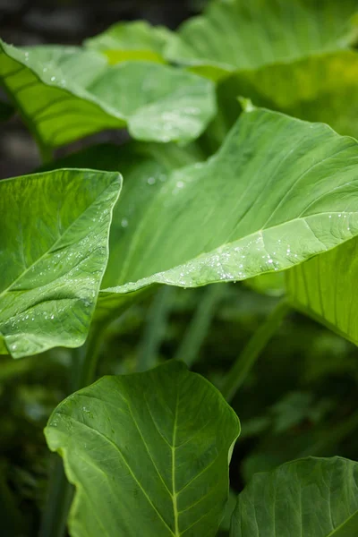 Dew drops on big asian leaves — Stock Photo, Image