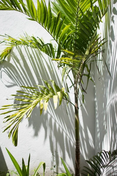 Ombra da una palma su una parete bianca — Foto Stock
