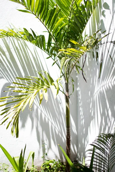 A fehér falon egy pálmafa árnyék — Stock Fotó