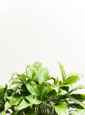 beyaz arkaplanda yeşil yapraklar