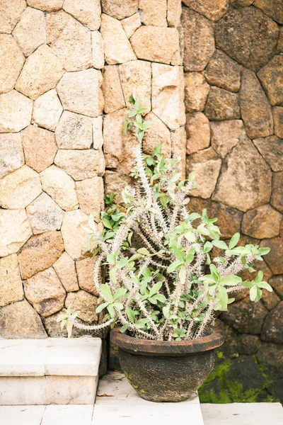 Decor Cactus in Flower Pot near Brick Wall — Stock Photo, Image