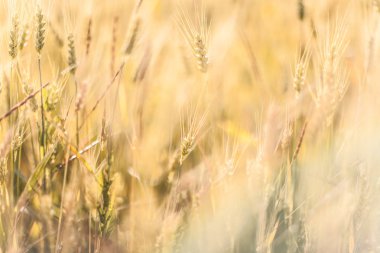 Düşük olgun altın ışınları ile tarım arka plan güneş bac