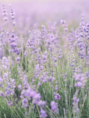 Çiçek açan lavanta tarlası