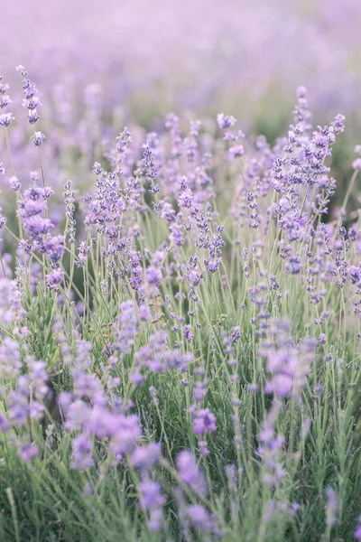 Bloeiend Lavendelveld — Stockfoto