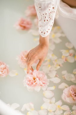 Süt ve gül yaprakları ile beyaz banyo. Gevşeme ve uyum