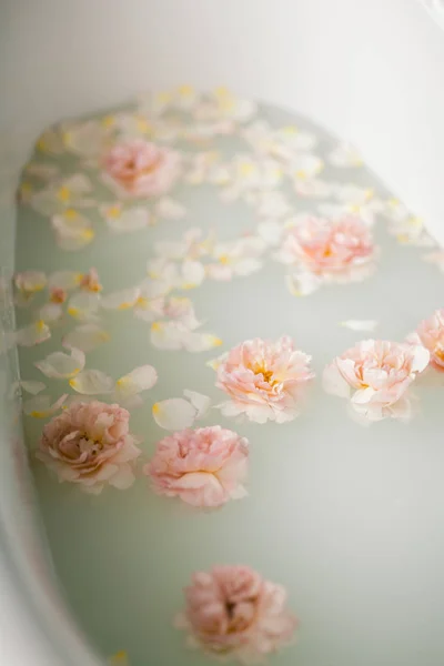 Süt ve gül yaprakları ile beyaz banyo. Gevşeme ve uyum — Stok fotoğraf