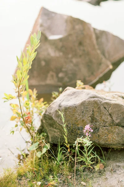 Dere taşı ile kır çiçekleri
