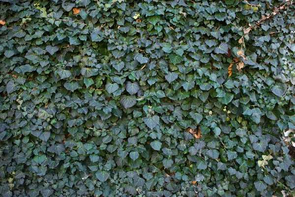 The texture of ivy — Stock Photo, Image