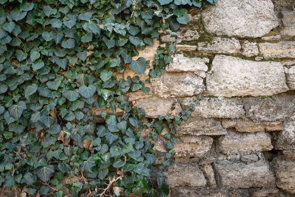 Old wall with ivy — Stock Photo, Image