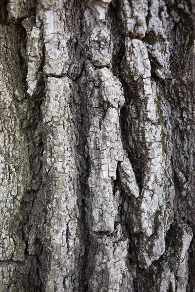 A textura da casca da árvore — Fotografia de Stock