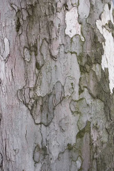 Textura madeira da casca — Fotografia de Stock