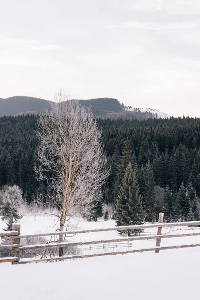 雪地茂密的森林，冬季度假胜地的美丽照片 — 图库照片