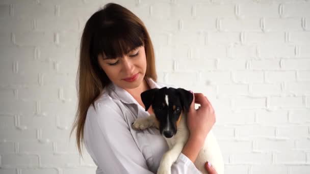 Veterinaire Kliniek Puppy Jack Russell Terrier Onderzocht Kliniek Kortharige Hond — Stockvideo