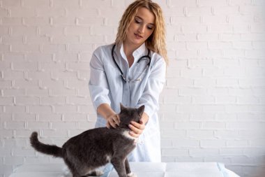 Doktor kediyi muayene ediyor.