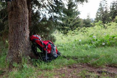 Turist sırt çantası ormandaki bir ağacın altında duruyor.