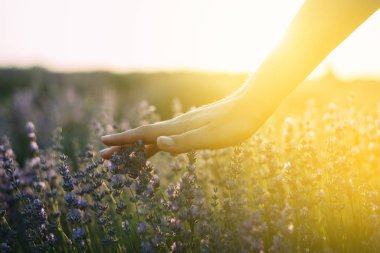 Lavanta tarlası. Güzel lavantaya dokunan dişi el, güneş ışınları çiçek açan bitkileri delip geçer.,