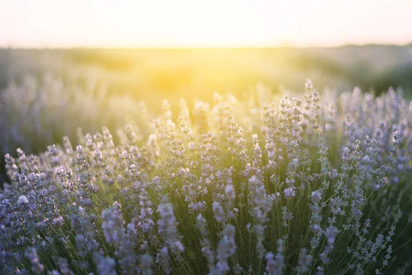 Arbustos de lavanda primer plano al atardecer. El atardecer brilla sobre las flores púrpuras de lavanda. — Foto de Stock