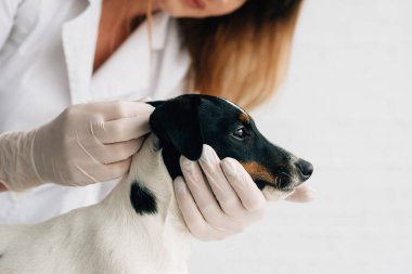 girl doctor in an animal clinic makes examination of a puppy of Jack Russell Terrier.