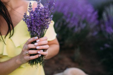 Bir kızın ellerinde bir demet lavanta, yakın plan, lavanta tarlası.