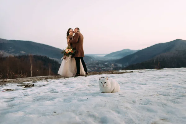 白い背の高い猫が雪の上に座ってる山の上で恋のキスをしてる若いカップル 結婚式の後の新婚旅行のための残りの部分 スキー場への旅行 テキストの場所 — ストック写真