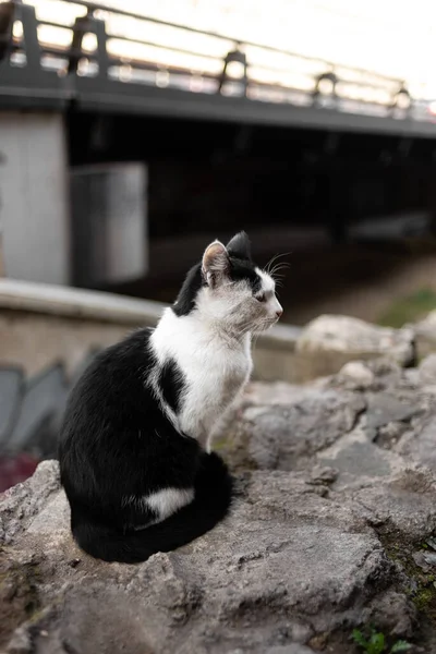 Young Beautiful Black White Street Cat Sitting Stone Free Space — Stock Photo, Image