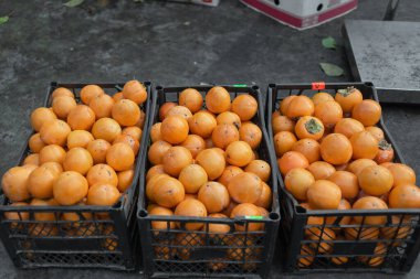 Pazardan taze koparılmış hurmalar. Sahadaki hurmalar depoya teslim etmek ve tüccarlara satmak için kutulara dolduruluyor. Sağlık için olgun sulu meyveler.