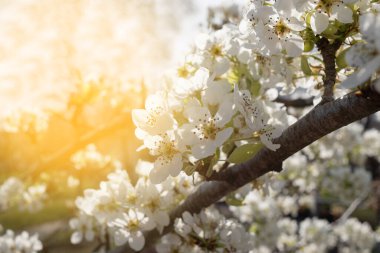 Armut Ağacı Çiçeklerine yakın çekim. Bahar ve temiz hava. Güneş ışığından yansıyan parıltı. metin için yer