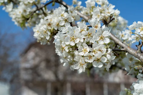Вишневая Ветка Крупным Планом Белые Цветы Синем Фоне Весна Свежий — стоковое фото