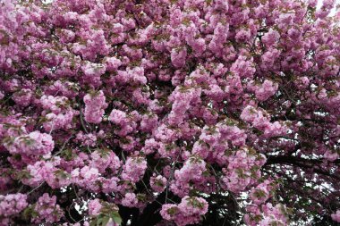 Kiraz çiçeği, sakura çiçekleri, Japon kiraz ağacı, Buenos Aires Japon Bahçesi, Arjantin