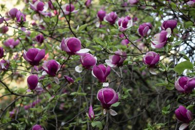 Manolya. Yazın ortasında, güneşli bir günde bahçede güzel çiçekler. Yeşil manzara
